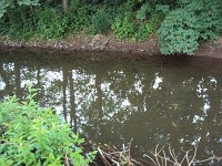 Fischsterben Wipper 1433